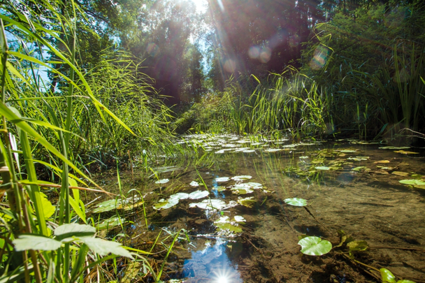 Natur pur im DonAUwald