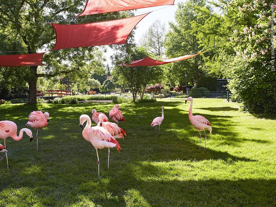 13071799_dehner-blumenpark_flamingos.jpg