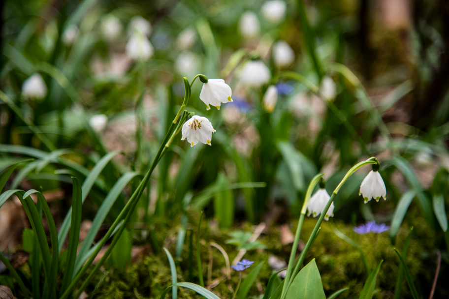 Märzenbecher im DonAUwald