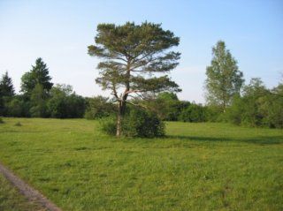 Kissinger Heide