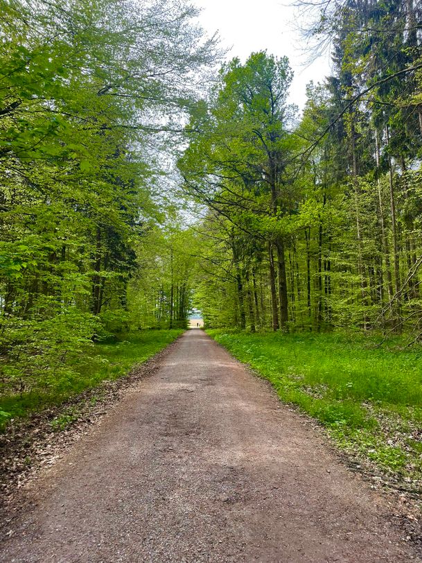 Weg "Die Linie" im Wald