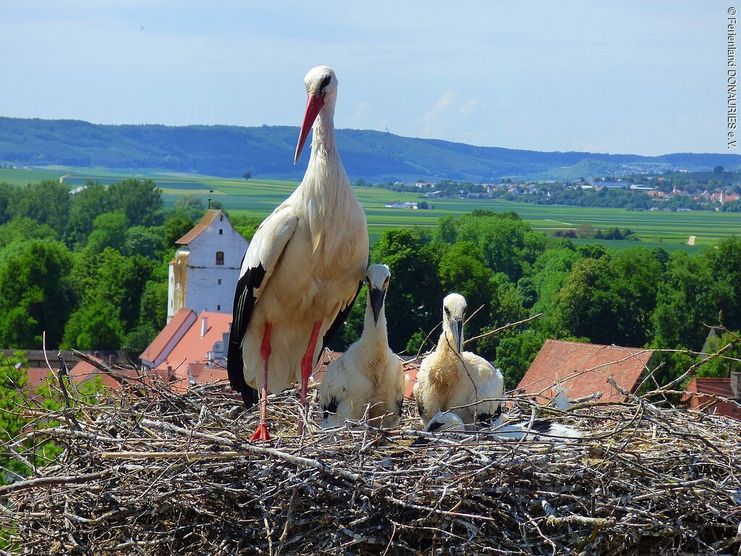 Storchennest Nördlingen