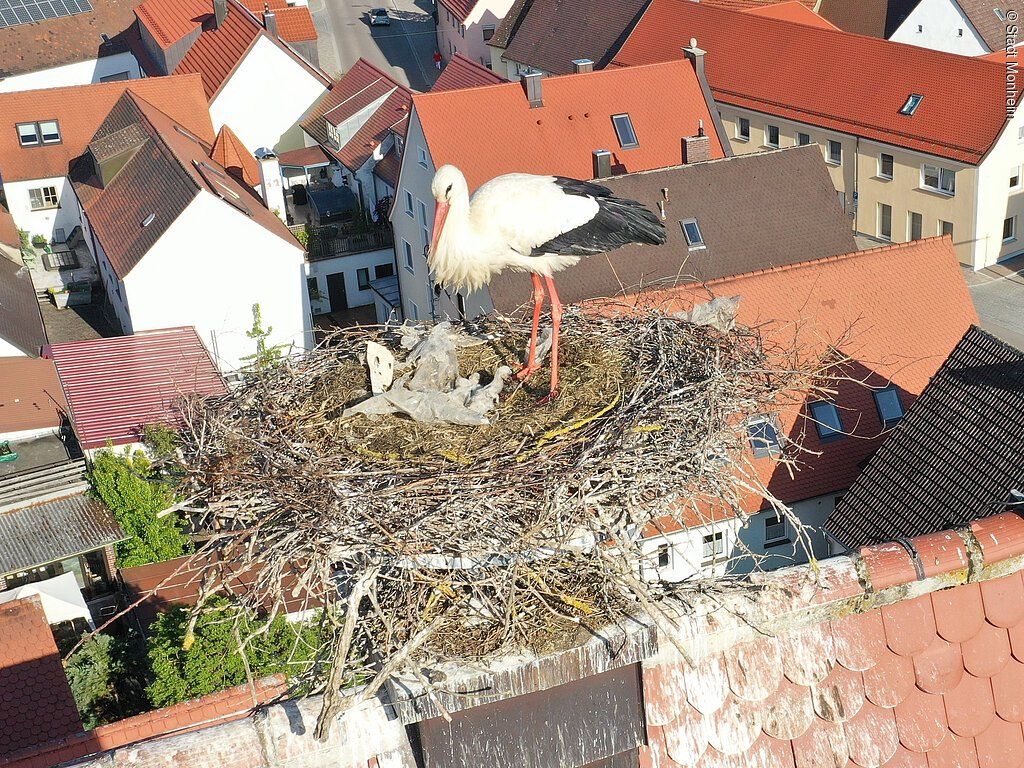17597893_storchennachwuchs-100520-foto-sascha-liese-c-stadt-monheim.jpg