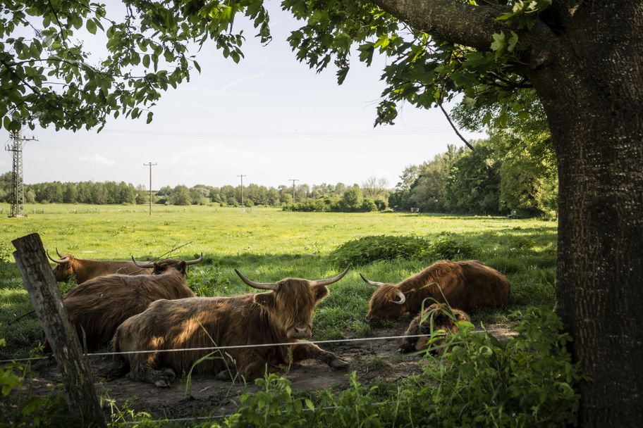 Oxenweg im Dachauer Land