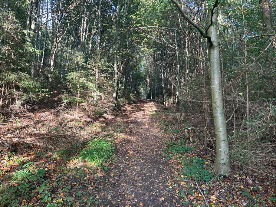 Waldweg nach Edenhausen