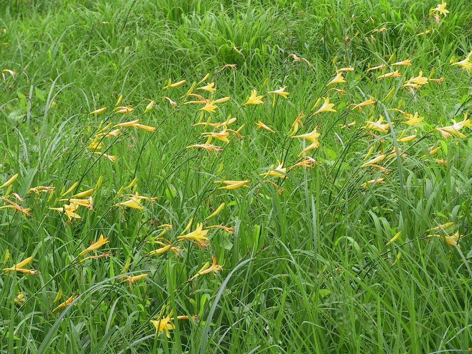 Über das Taglilienfeld nach Scherneck