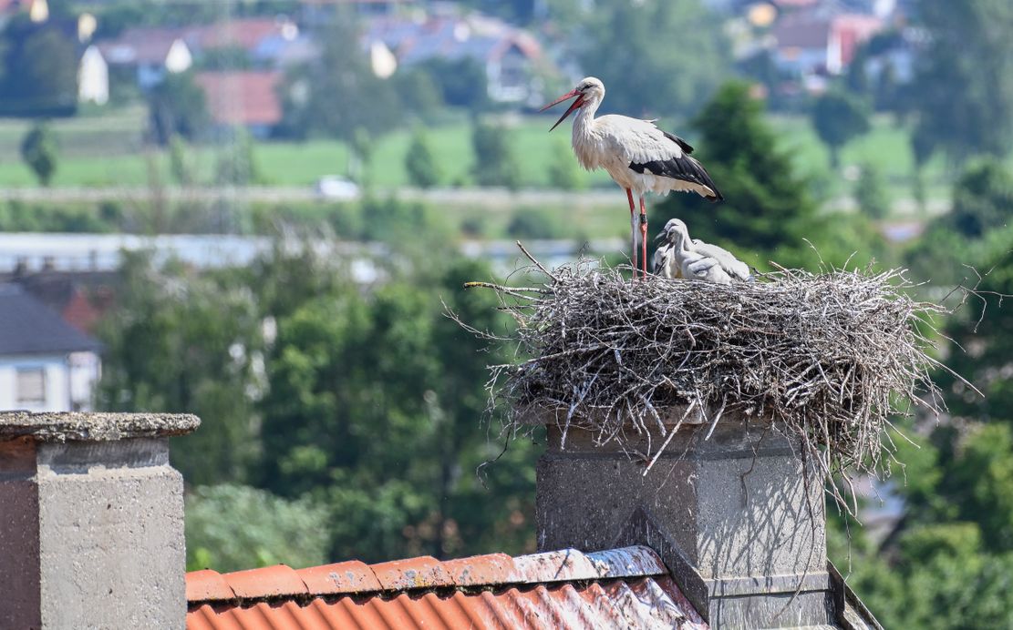 Storchennest in Burgau