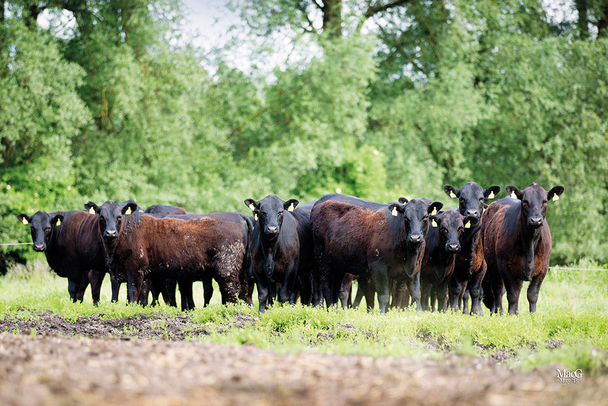 Herde Angus Rinder