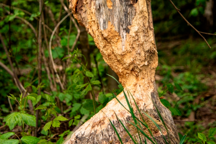 Biberspuren im DonAUwald
