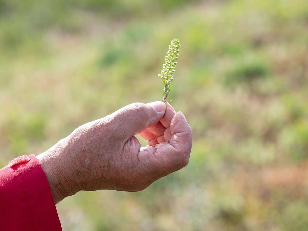 Führung | Erste Blätter und Blüten
