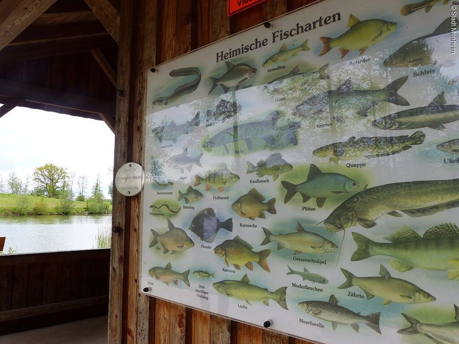17525815_fischerei-lehrhuette-monheim-am-waldsee.jpg