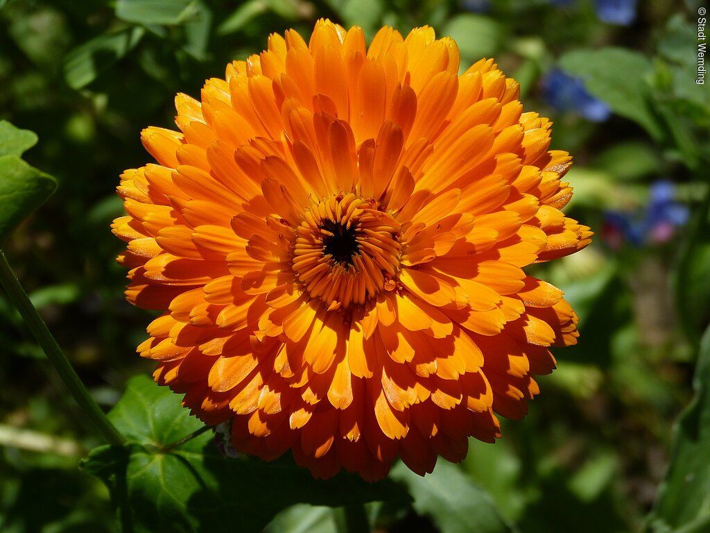 Frühlingskonzert "Fleur Musicale - Lobpreis der Schöpfung"