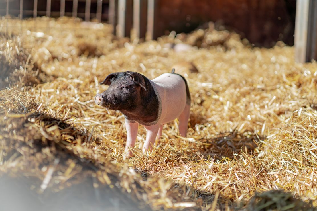 BioBauernhof, Schwein, Tier, Produkt, Landwirtschaft_Hirblingen-Gersthofen_Regio Augsburg Wirtschaft GmbH - Christian Strohmayr (14).jpg