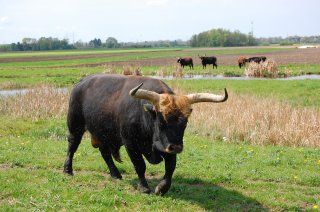 Heckrinder im Lehrbiotop