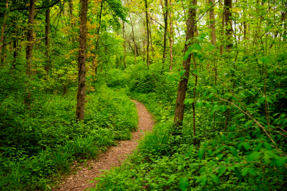 Schmaler Pfad im DonAUwald