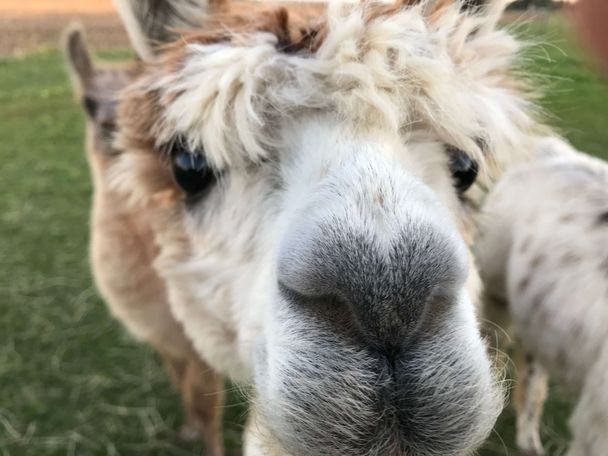 Huaca-Lamas in Buch