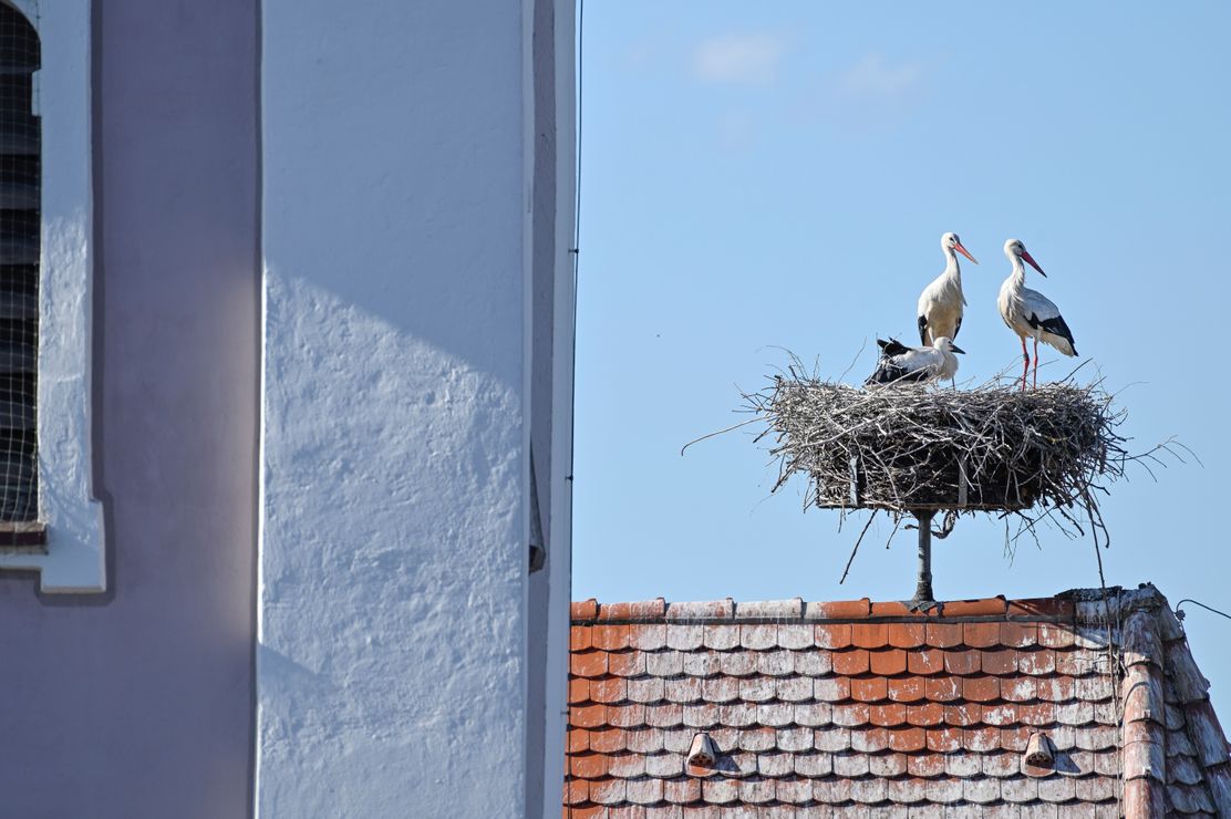 Störche in Burgau