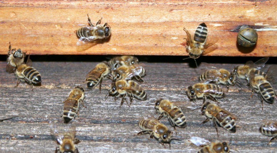 Bienelehrpfad Burgau © Peter Wieser