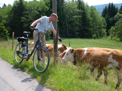 radfahren_romstr_kuehe
