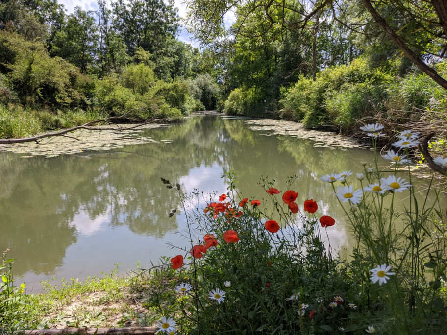 Altwasser im DonAUwald