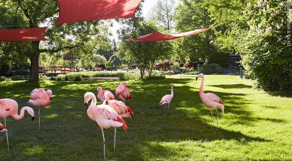 13071799_dehner-blumenpark_flamingos.jpg
