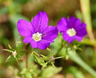 Bunte Lechfeldäcker