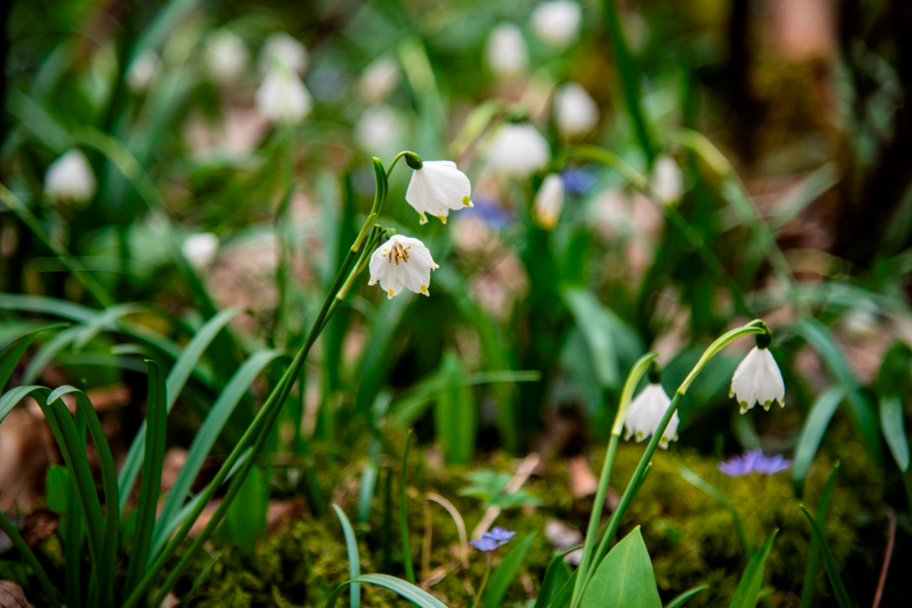 Märzenbecher im DonAUwald