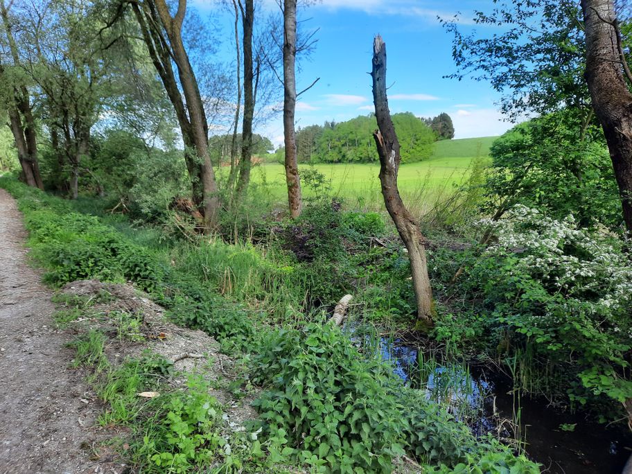 Weg am Oberrieder Weiher