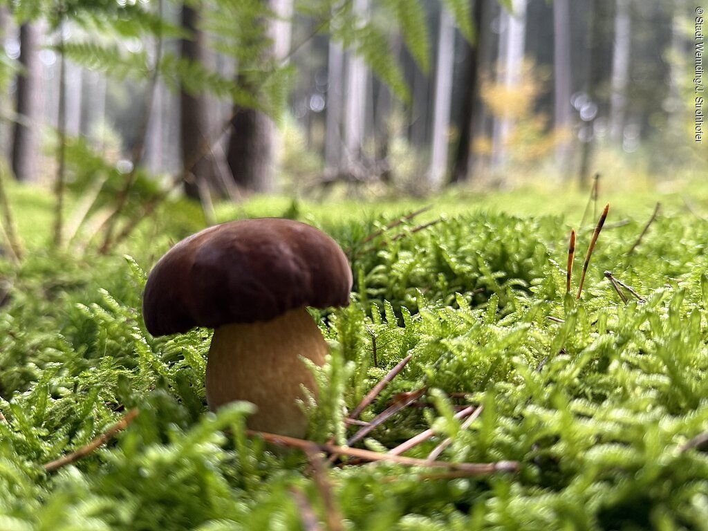 Leseabend "Pilz &amp; Geschichten"