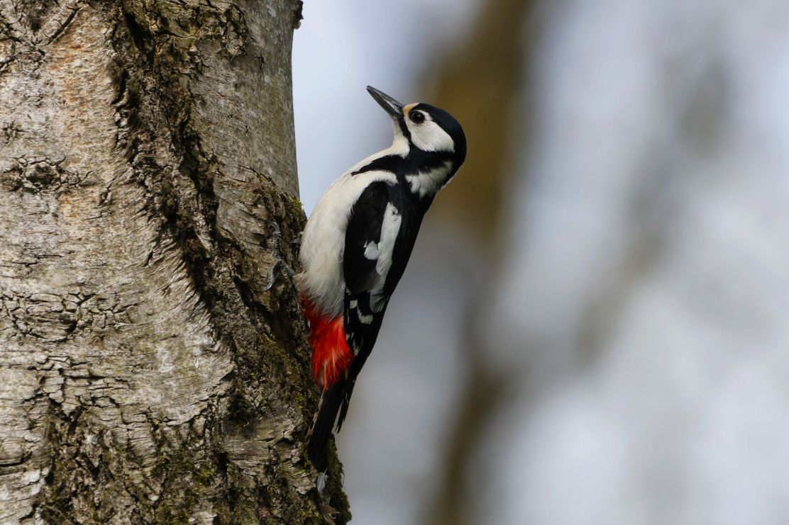 Vogelstimmenexkursion in den Stauden