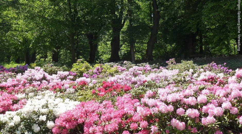 Hofgarten mit Rhododendrengarten