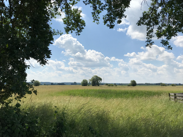 Donauried