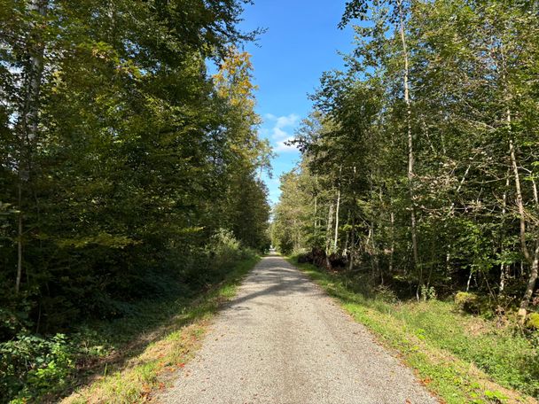 Waldweg