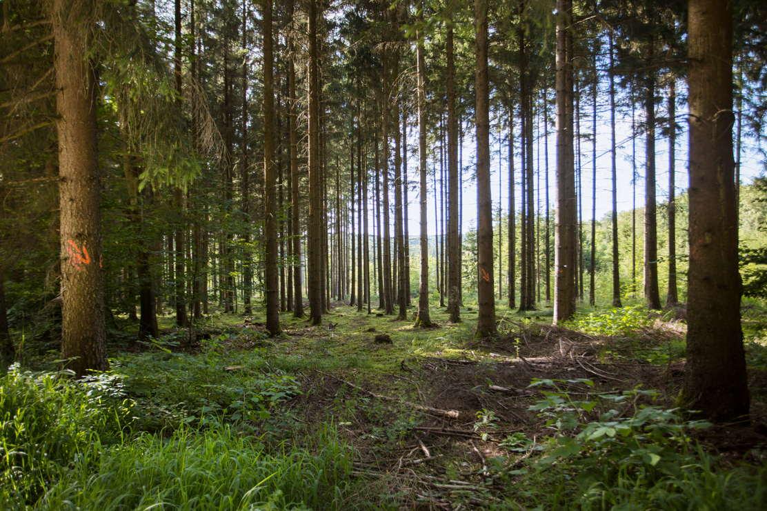Ruhige Wälder am Panoramaweg Kesseltal NaTour