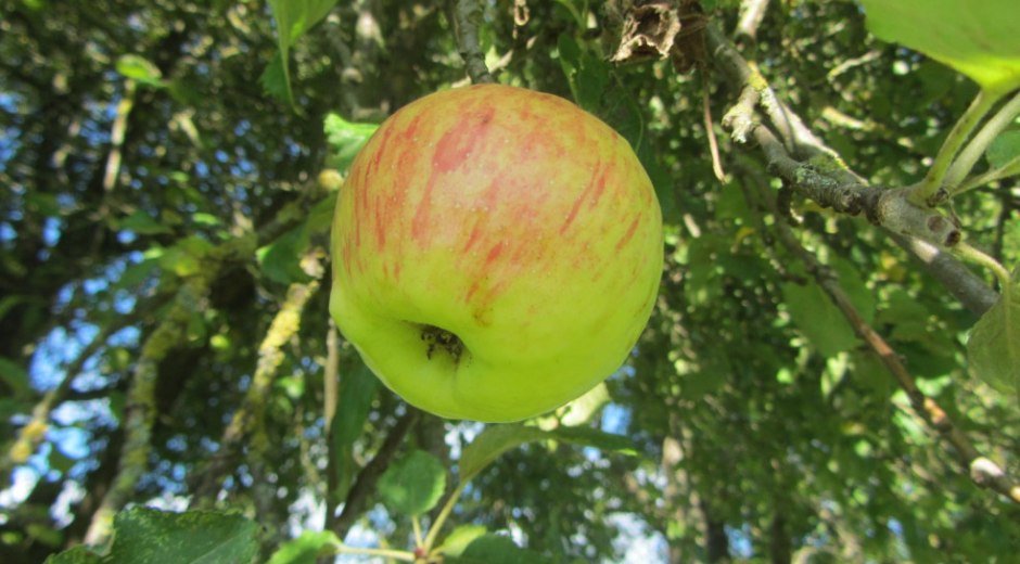 Apfel am Baum © LRA Neu-Ulm, Rudolf Siehler
