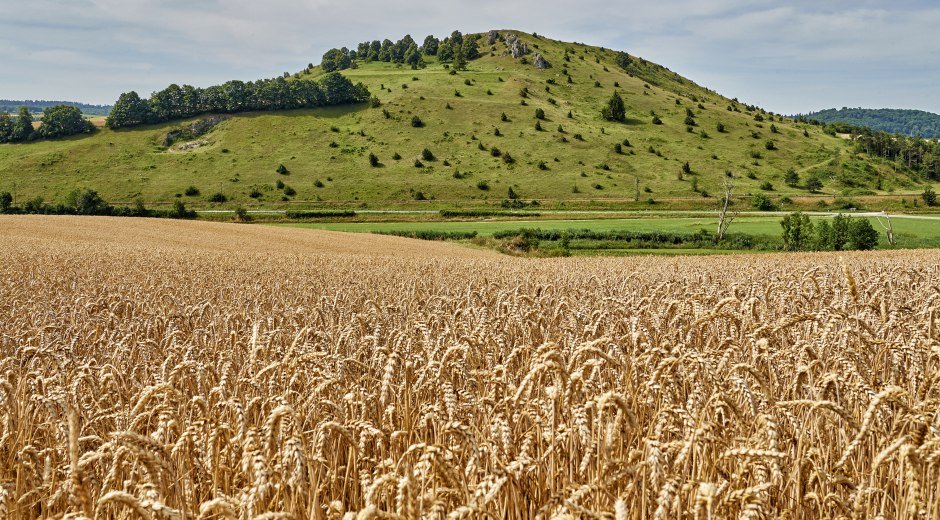 Getreidefeld im Ries © Trykowski